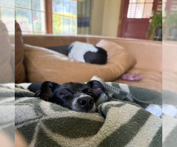 Medium Photo #5 Rat Terrier Puppy For Sale in East Derry, NH, USA