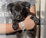 Small #1 German Shepherd Dog Mix