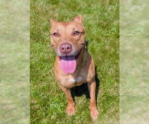 Mutt Dogs for adoption in Akron, OH, USA