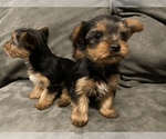 Small Photo #5 Yorkshire Terrier Puppy For Sale in GOLDEN, CO, USA