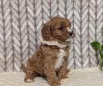 Small Photo #40 Cavapoo (Miniature) Puppy For Sale in GOSHEN, IN, USA