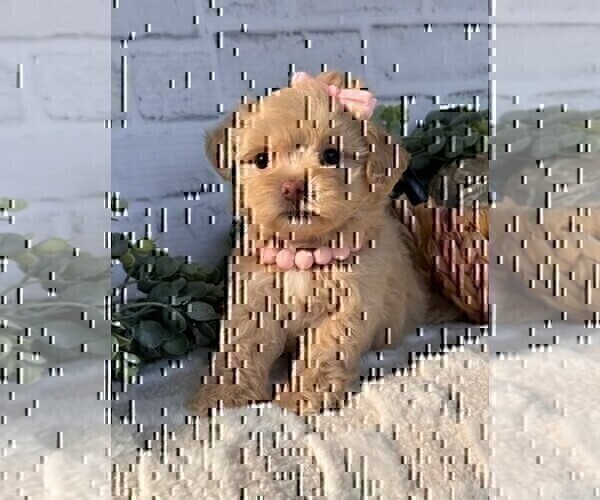 Medium Photo #18 Poodle (Toy) Puppy For Sale in NAPLES, FL, USA