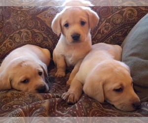 Labrador Retriever Puppy for sale in BURIEN, WA, USA