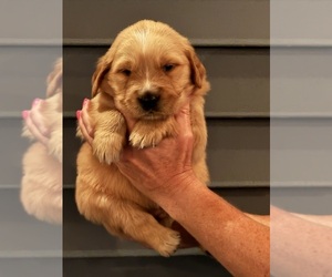 Medium Golden Retriever