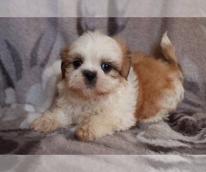 Shih Tzu Puppy for sale in SHILOH, OH, USA