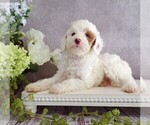 Puppy 1 Poodle (Miniature)