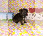Small Photo #18 Poodle (Toy) Puppy For Sale in LAPEER, MI, USA