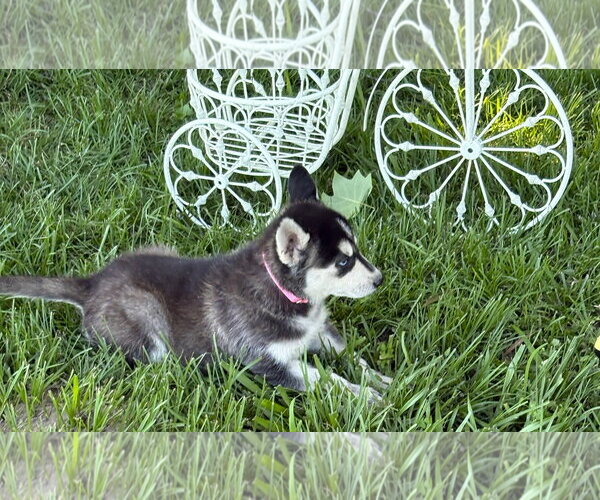 Medium Photo #3 Siberian Husky Puppy For Sale in Holly Hill, SC, USA