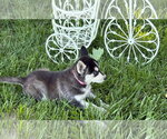Small #2 Siberian Husky