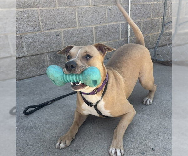 Medium Photo #1 American Staffordshire Terrier-Unknown Mix Puppy For Sale in Palmetto, FL, USA