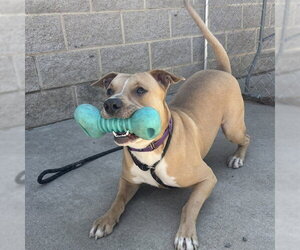 American Staffordshire Terrier-Unknown Mix Dogs for adoption in Palmetto, FL, USA