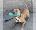 Small American Staffordshire Terrier Mix
