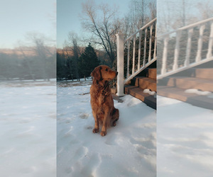 Mother of the Golden Retriever puppies born on 12/25/2022