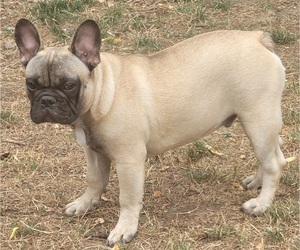 French Bulldog Puppy for sale in SPRINGFIELD, OR, USA