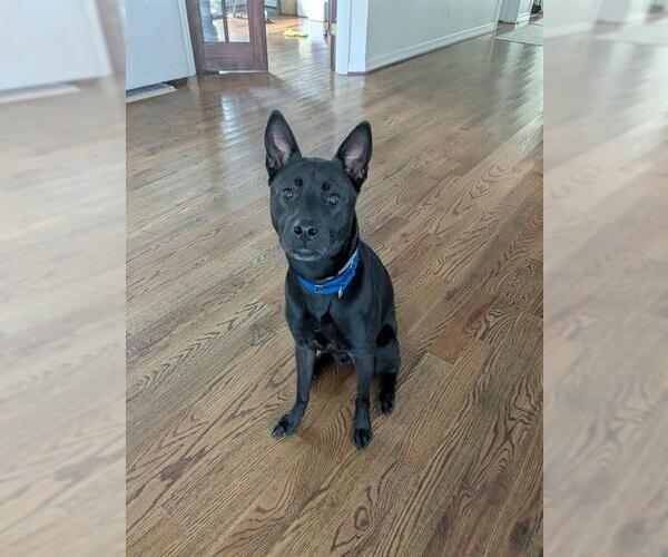 Medium Photo #3 Labrador Retriever Puppy For Sale in Houston, TX, USA
