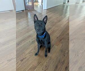 LETTIE - Female Labrador Retriever Dog for Adoption - Photo #3