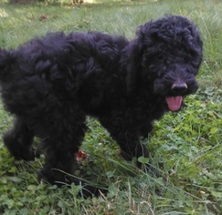 Poodle (Standard) Puppy for sale in MUNITH, MI, USA
