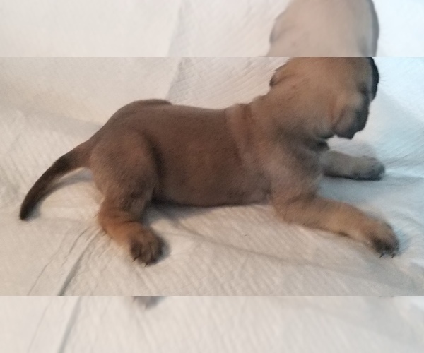 Medium Photo #18 Mastiff Puppy For Sale in FULTON, NY, USA