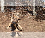 Small #17 German Shepherd Dog