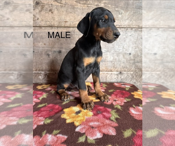 Medium Photo #7 Doberman Pinscher Puppy For Sale in VERMONTVILLE, MI, USA