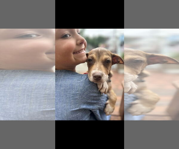 Medium Photo #2 Dachshund-Unknown Mix Puppy For Sale in NYC, NY, USA