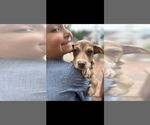 Small Photo #2 Dachshund-Unknown Mix Puppy For Sale in NYC, NY, USA