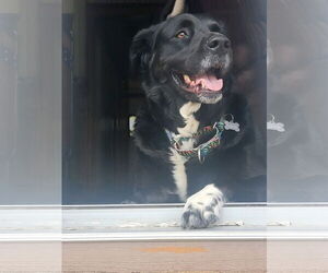 Labrador Retriever-Unknown Mix Dogs for adoption in Spring Lake, NJ, USA