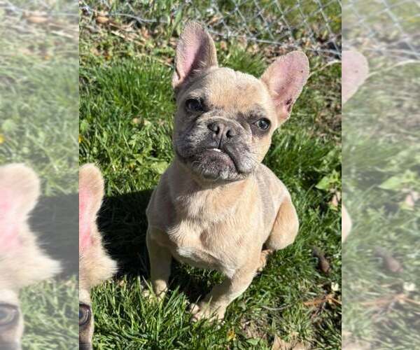 Medium Photo #1 French Bulldog Puppy For Sale in DECATUR, IL, USA