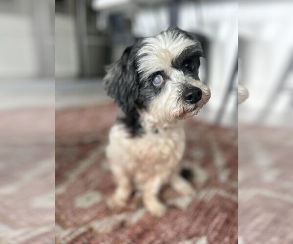 Medium Photo #4 Poodle (Miniature)-Unknown Mix Puppy For Sale in New York, NY, USA