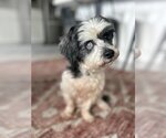 Small #3 Poodle (Miniature) Mix