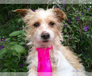 Dachshund-Unknown Mix Dogs for adoption in San Diego, CA, USA