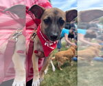 Small #14 Chihuahua Mix