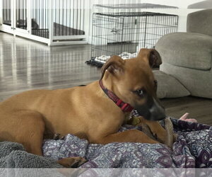 The Great Hambino - Male Mutt Dog for Adoption - Photo #6