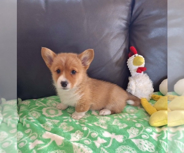 Medium Photo #9 Pembroke Welsh Corgi Puppy For Sale in ARROYO GRANDE, CA, USA