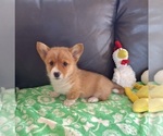 Small #8 Pembroke Welsh Corgi