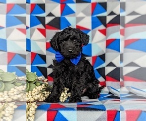 Poodle (Toy)-Yorkshire Terrier Mix Puppy for sale in CHRISTIANA, PA, USA