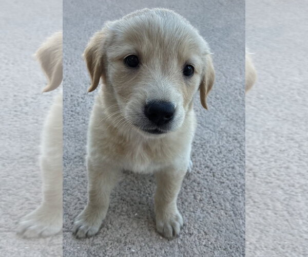 Medium Photo #1 Collie-Labrador Retriever Mix Puppy For Sale in Royal Palm Beach, FL, USA