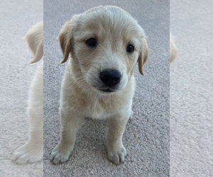 Collie-Labrador Retriever Mix Dogs for adoption in Royal Palm Beach, FL, USA