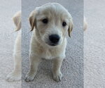 Small Collie-Labrador Retriever Mix