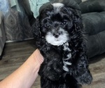 Puppy Skunk Maltipoo (Miniature)