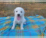 Small Photo #4 Akbash Dog Puppy For Sale in BROOKSVILLE, FL, USA