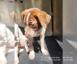 American Staffordshire Terrier-Unknown Mix Dogs for adoption in San Antonio, TX, USA