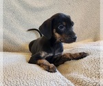 Small Photo #14 Catahoula Leopard Dog Puppy For Sale in CUMBY, TX, USA