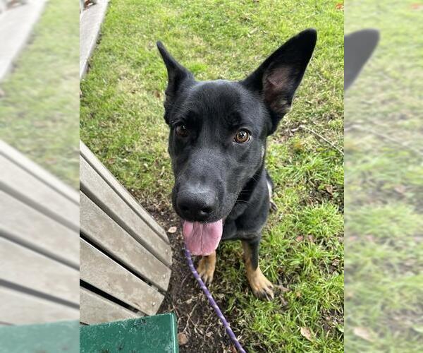 Medium Photo #2 German Shepherd Dog Puppy For Sale in Lodi, CA, USA