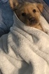 Small Photo #4 Labrador Retriever Puppy For Sale in GATES, NY, USA