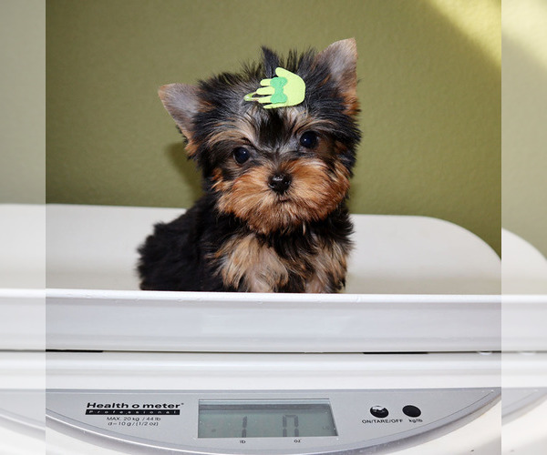 Medium Photo #5 Yorkshire Terrier Puppy For Sale in LOS ANGELES, CA, USA