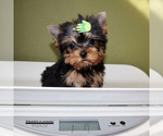 Small #4 Yorkshire Terrier