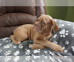 Puppy 3 Olde English Bulldogge