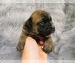 Small Photo #1 Olde English Bulldogge Puppy For Sale in MARBURY, AL, USA