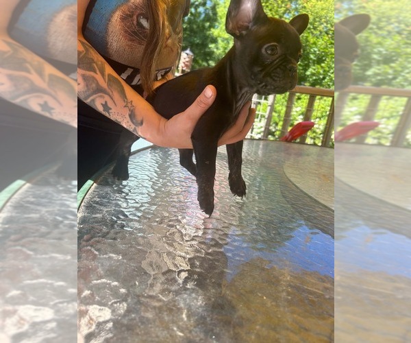 Medium Photo #1 French Bulldog Puppy For Sale in WILLIMANTIC, CT, USA